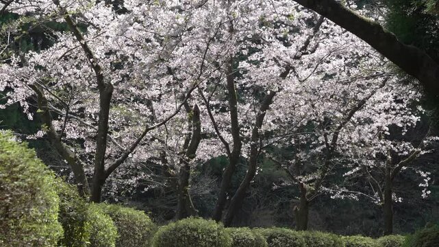 静岡　大石寺の桜