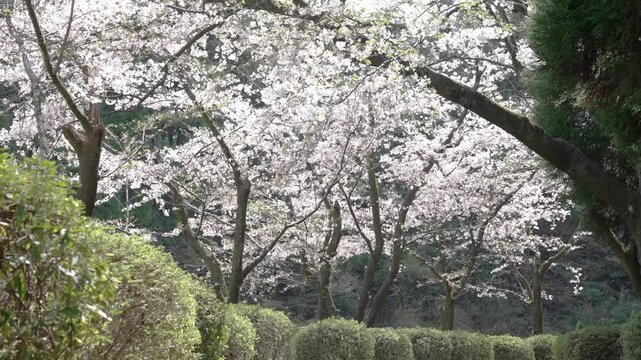 静岡　大石寺の桜