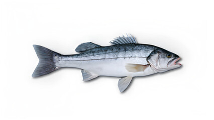 Naklejka premium seabass fish on a white background
