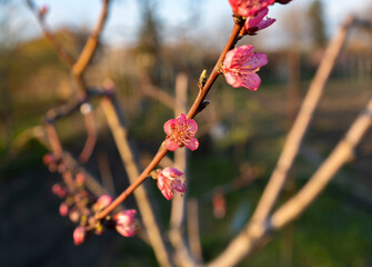 a branch of a peach tree with a pink bloom