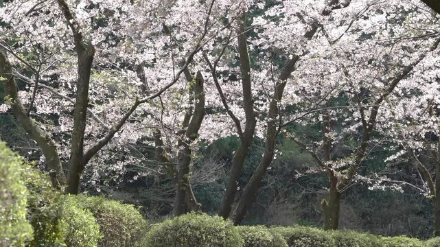 静岡　大石寺の桜