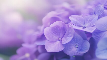 Delicate Purple Hydrangea Blooms