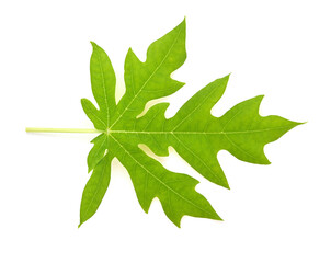 Obraz premium Papaya leaves on white isolate image. top view