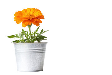 A vibrant orange flower in a silver pot, symbolizing nature and beauty.