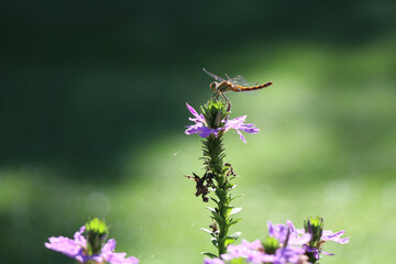 dragonfly sitting on a purple background with a green bokeh background