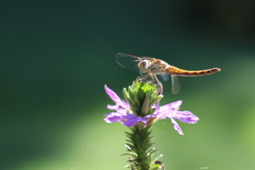 dragonfly sitting on a purple background with a green bokeh background