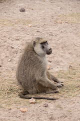 Female baboon sitting on the floor in Maasai Mara National Park in Kenya