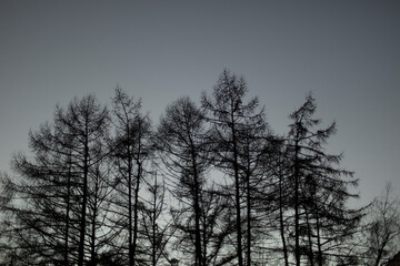 Silhouette of tree in evening. Tree in city at sunset.