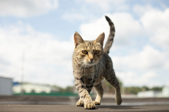 Street cat. A cat walks towards the camera. Stray animal on the street. - Powered by Adobe