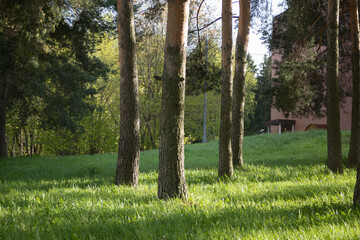 Trees in the city. A path in the park. Sunny street.