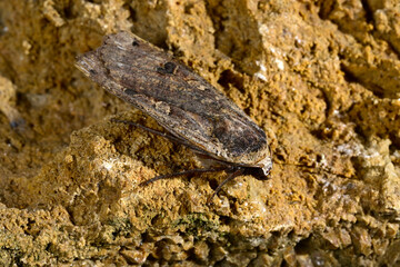 Hausmutter // Large yellow underwing (Noctua pronuba)