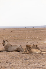 Three lioness relaxed on savanna, in the middle of the way, in Amboseli National Park, Kenya, Africa