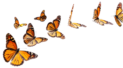Flying plain tiger butterflies butterfly animal insect, insolated on withe