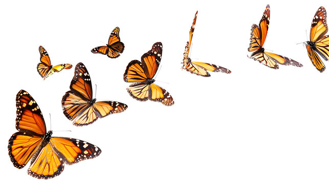Fototapeta Flying plain tiger butterflies butterfly animal insect, insolated on withe