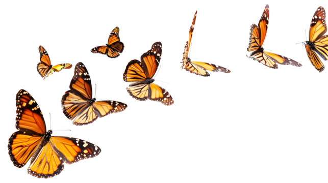 Flying plain tiger butterflies butterfly animal insect, insolated on withe