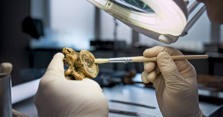 Close up shot of archaeologist in gloves cleaning fossil remains from sand under magnifying lamp using professional tool. Scientist studies bones of ancient human or animal in archaeological lab.