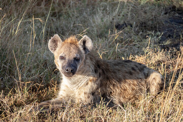 Big Hyena on  Masai Mara National Park