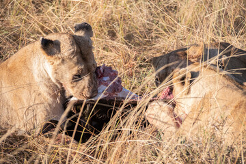 Three lioness a eating zebra at savannah in Amboseli National Park, Kenya, Africa