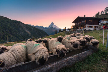 Sunset over Matterhorn mountain with flock of sheep on hill in rural scene at Switzerland