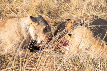 Three lioness a eating zebra at savannah in Amboseli National Park, Kenya, Africa