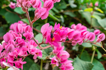Bee pollinating on pink flower in garden
