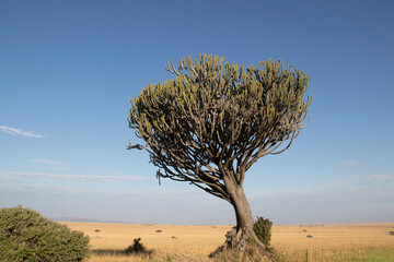 candelabra tree in Maasai Mara national Park in Kenya