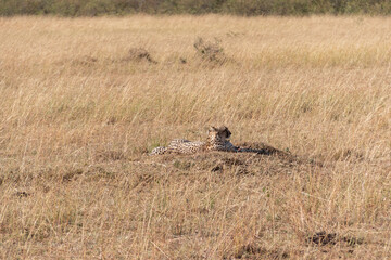 Wild Cheetah on the savanna in Amboseli Bational Park, Kenya, Africa. Watching a cheetah on safari