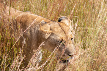 Lioness in the middle of the savanna in safari in Amboseli Ntional Park, Kenya, Africa, near to Kilimanjaro