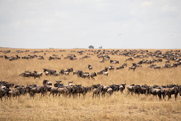 The great migration from serengeti to masai mara national park, kenya, africa. Every year thousands...