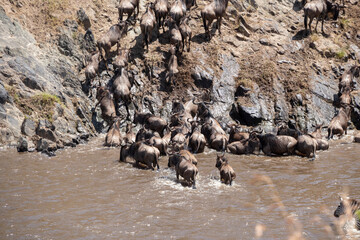 The great migration from serengeti to masai mara national park, kenya, africa. Every year thousands of wildebeest and zebra cross from Tanzania to Kenya