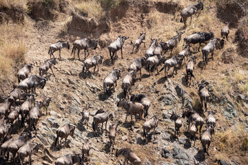 The great migration from serengeti to masai mara national park, kenya, africa. Every year thousands of wildebeest and zebra cross from Tanzania to Kenya