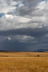 Storm day in Amboseli National Park, frontier between Kenya and Tanzania. The landscape is dry, yellow and cloudy