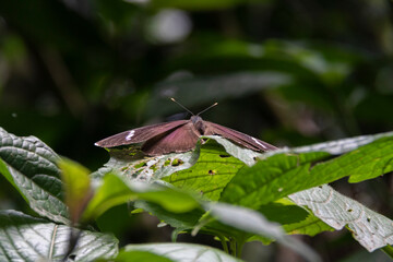 Butterfly on the tropical rainforest of Kakamega, Kenya, Africa