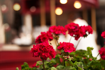 Red geraniums in a pot on the background of a cafe           