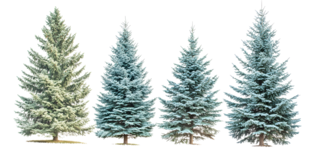 Set of 4 picea pungens colorado blue green spruce eve isolated on transparent or white background, png