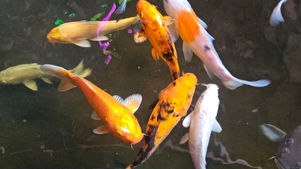 Close up of colorful Koi fishes or Japanese Koi carp swimming in the healthy lake. Koi open mouth finding for food.