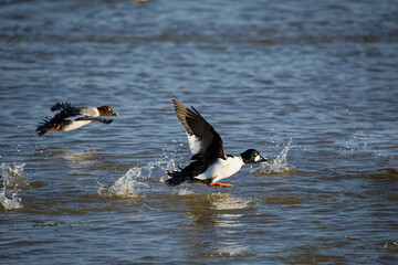 The common goldeneye (Bucephala clangula) on the Manitowoc river during migration in Wisconsin.