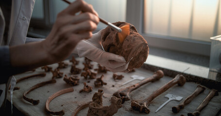 Obraz premium Close up of scientist or archaeologist cleaning skull with brush, studying remains of prehistoric human. Fossil specimen collection in advanced archaeological laboratory illuminated by sunset light.