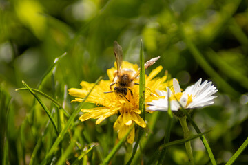 Madame l'abeille ornée de pollen