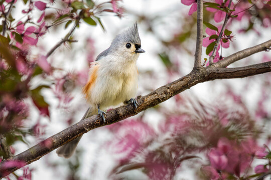 A sweet little Tufted Titmouse poses in the blooming Crabapple Tree on a Spring Day.