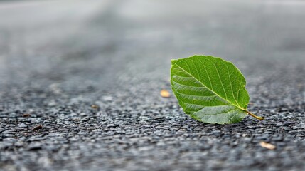 Green leaf on grey road with copy space for text.