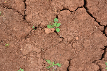 a small plant is growing in the dry red mud top view