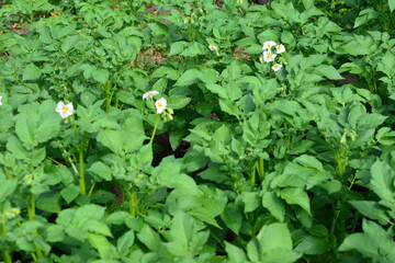 a field of potato plants with white flowers close up