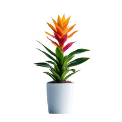 A vibrant potted plant with colorful flowers, ideal for home decor or indoor gardening.