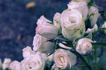 Elegant bouquet of delicate blush pink roses on a moody background. A fine art floral concept symbolizing gentle love, romance, gratitude, and weddings.