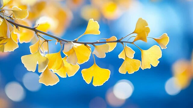 gingko leaves sway in gentle wind with sunlight, calm peaceful nature background
