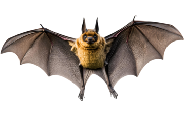 Black bat cartoon vector illustration for on transparent background