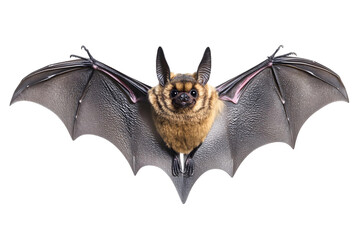 Black bat cartoon vector illustration for on transparent background