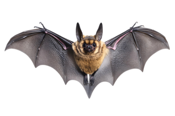 Black bat cartoon vector illustration for on transparent background