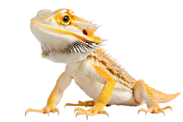 bearded dragon lizard on transparent background